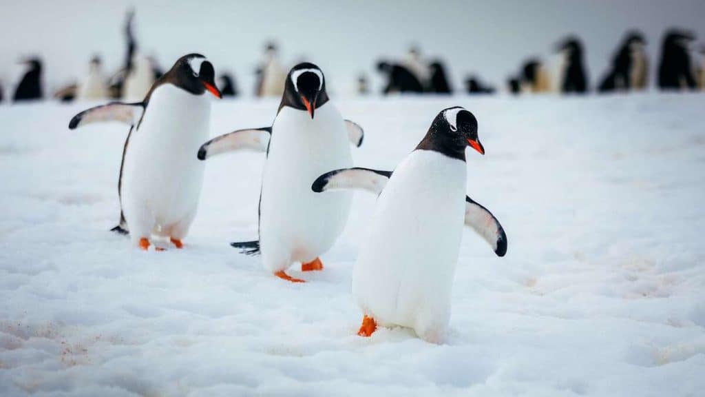 Quark Expeditions.