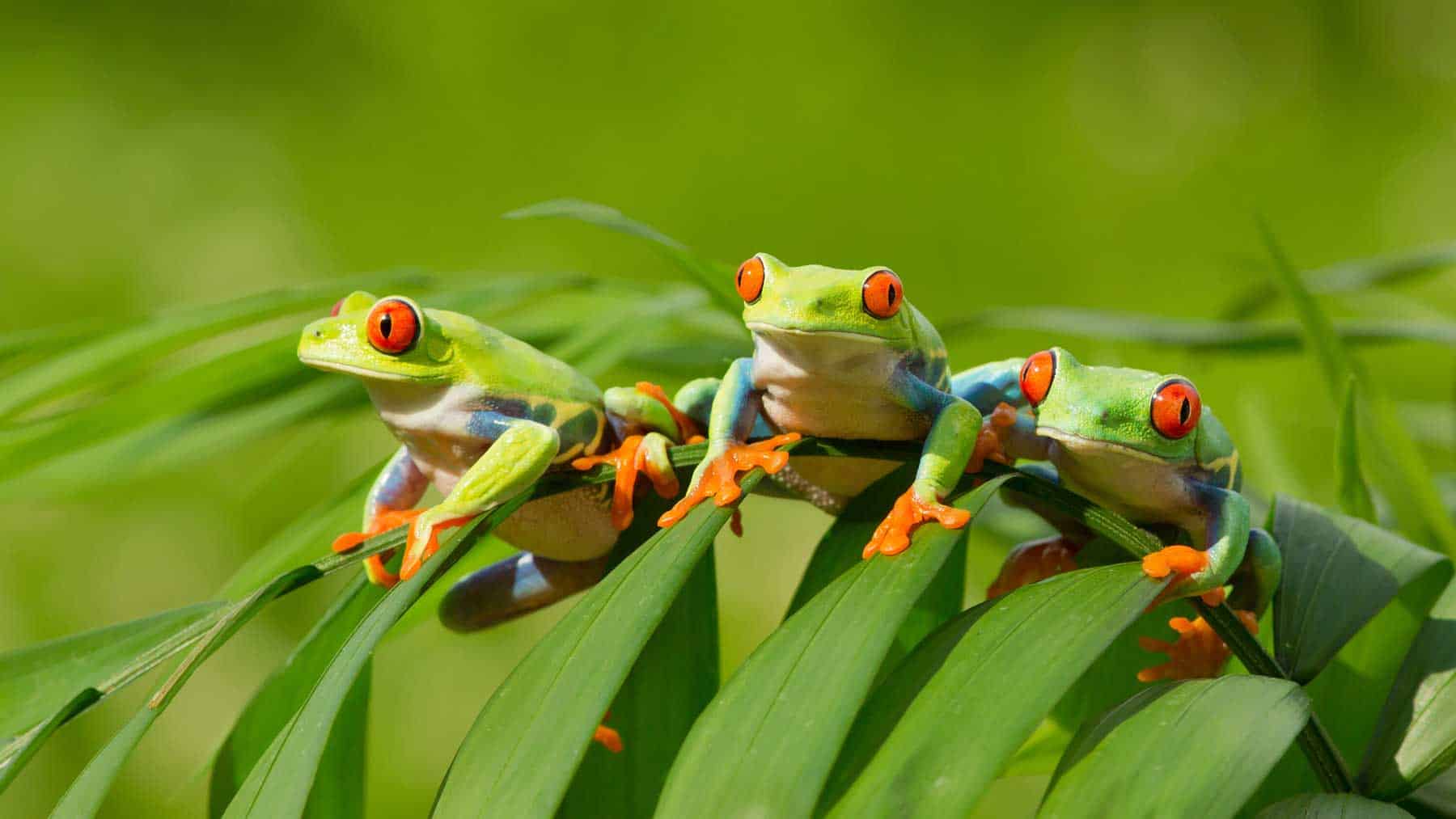 Luksus og naturopplevelser i Costa Rica