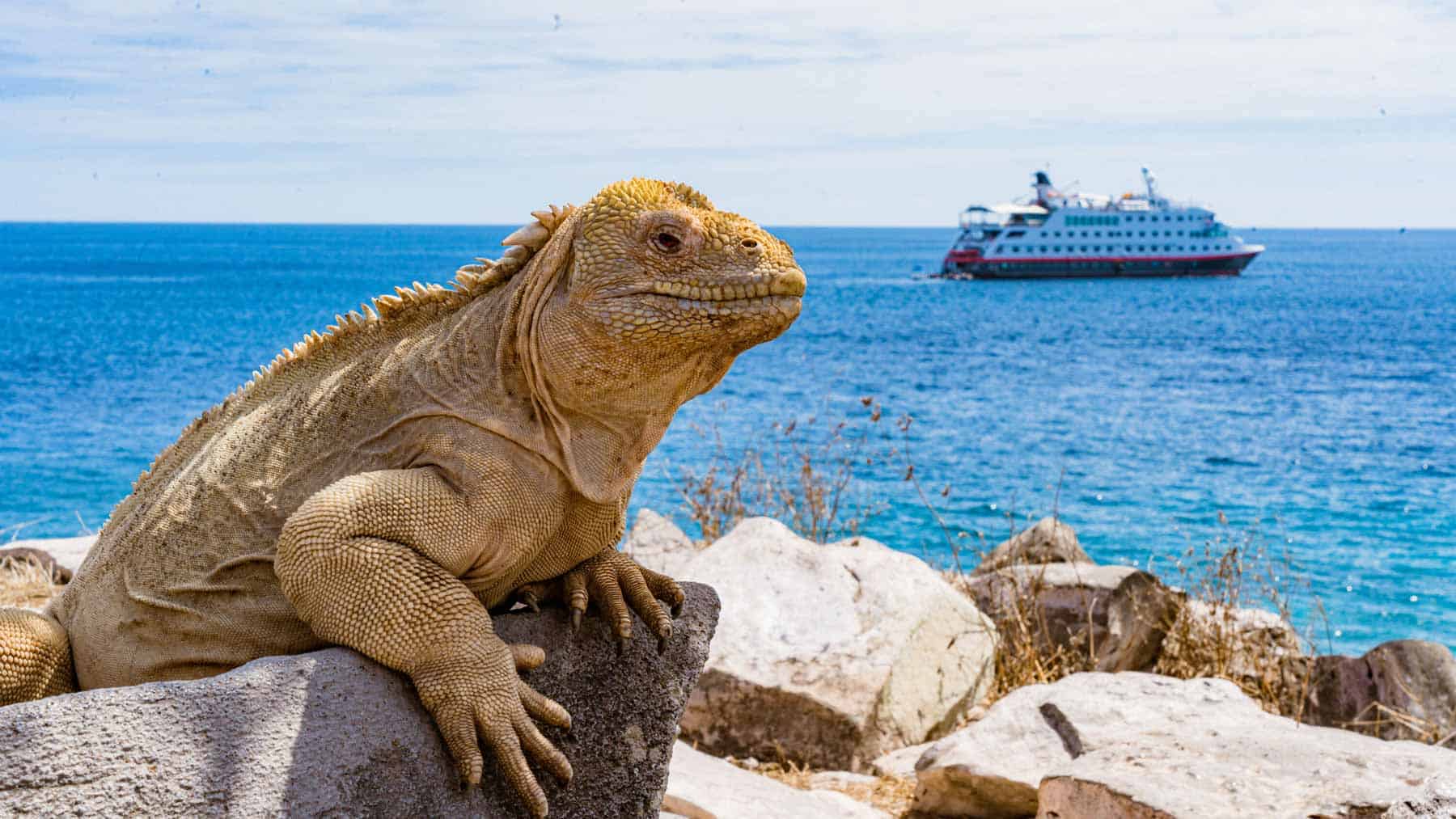 Ekspedisjonscruise til Galápagosøyene med HX Hurtigruten Expeditions