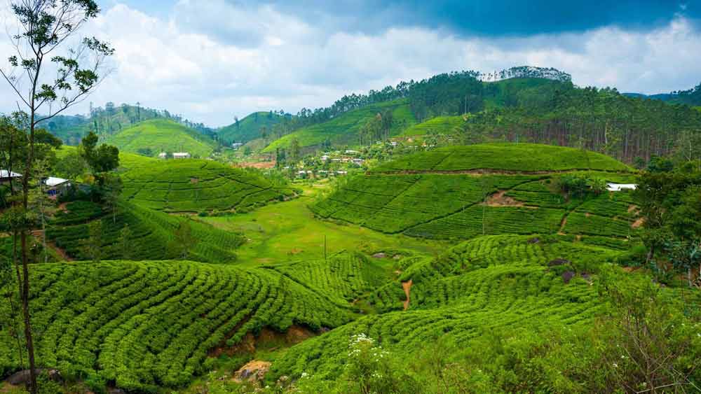 Sri Lanka. Foto: The Fabulous Getaway