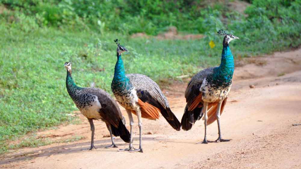 Yala National Park.