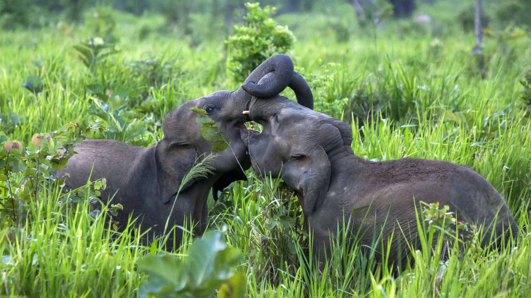 Natur og dyreliv på Sri Lanka