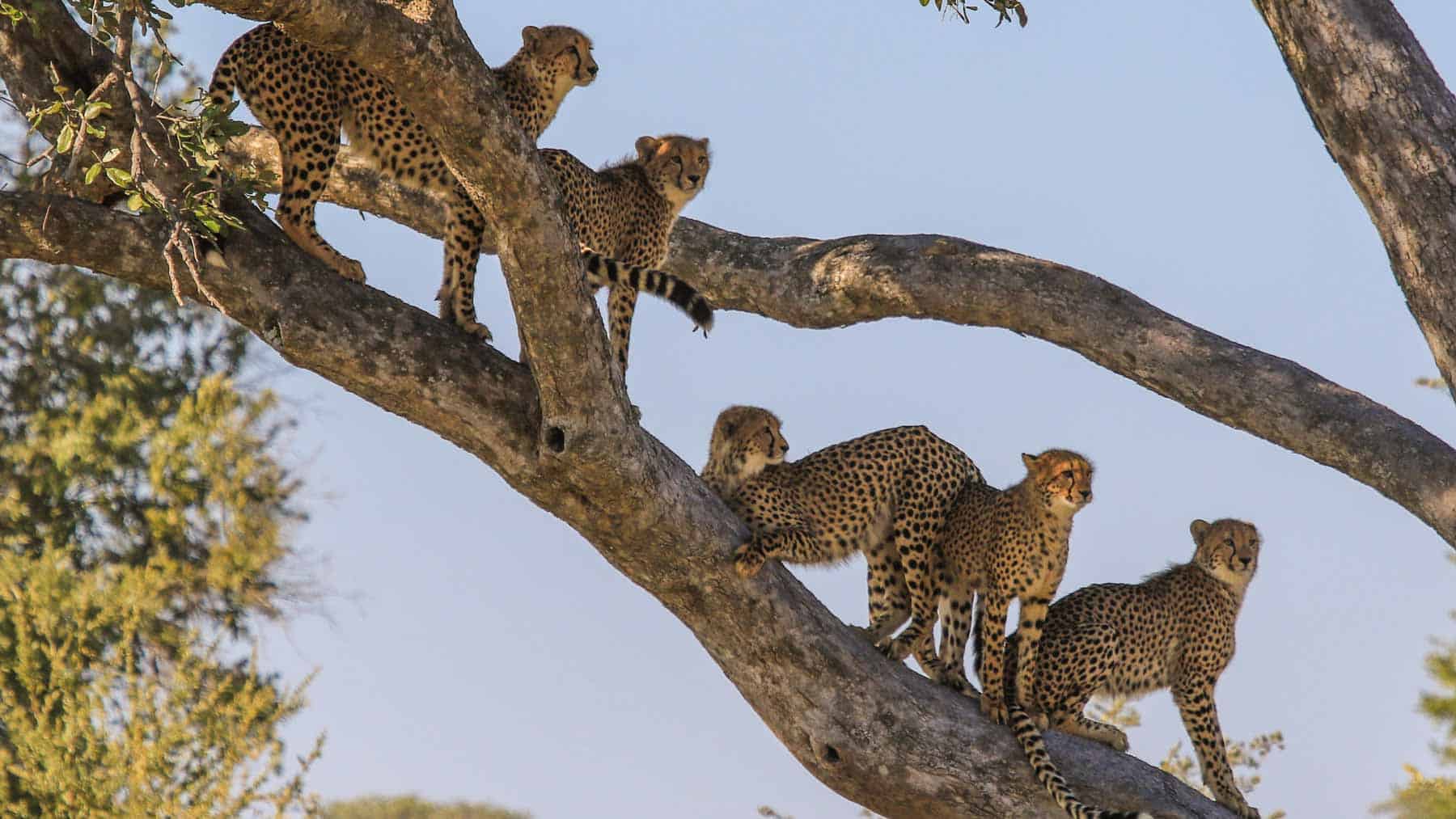 Victoriafallene og safari i Zimbabwe