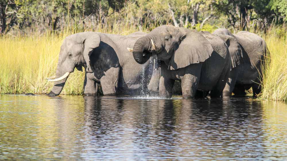 Camp Moremi