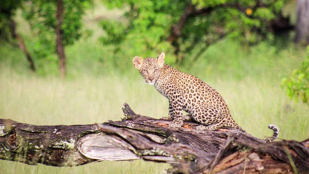 Camp Moremi