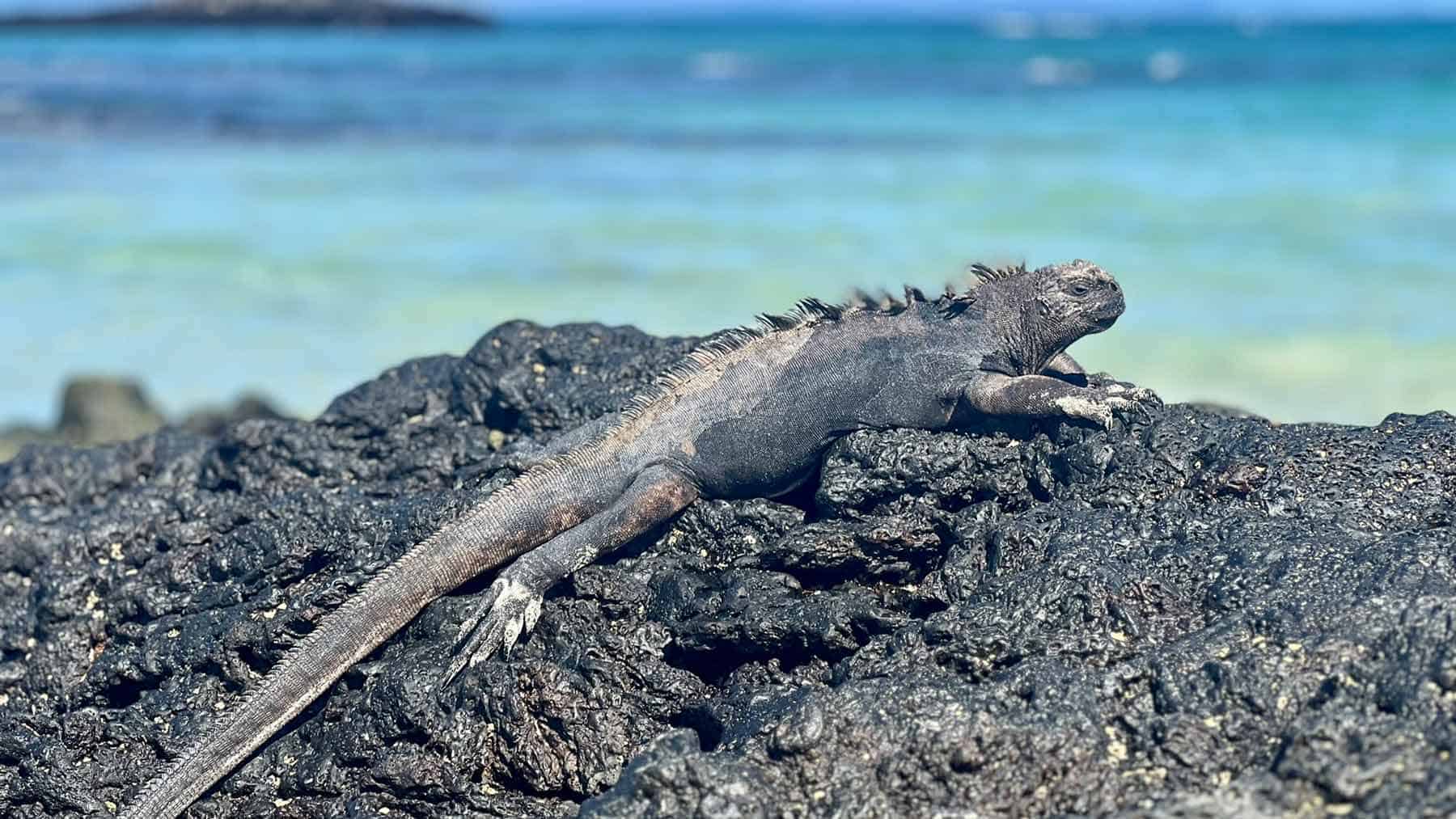 Galápagos: Utrolige møter med sjeldne og fascinerende dyrearter