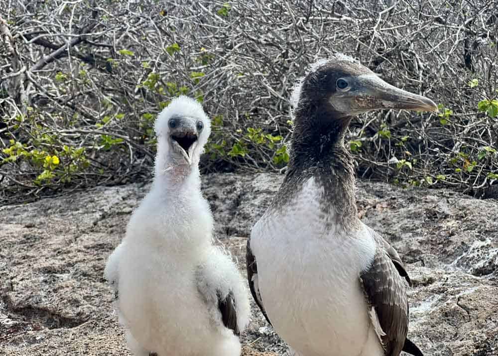 Galápagos. Galápagos.