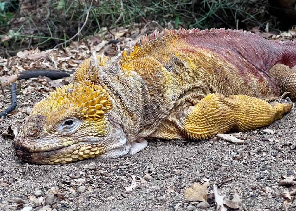 Galápagos. Galápagos.