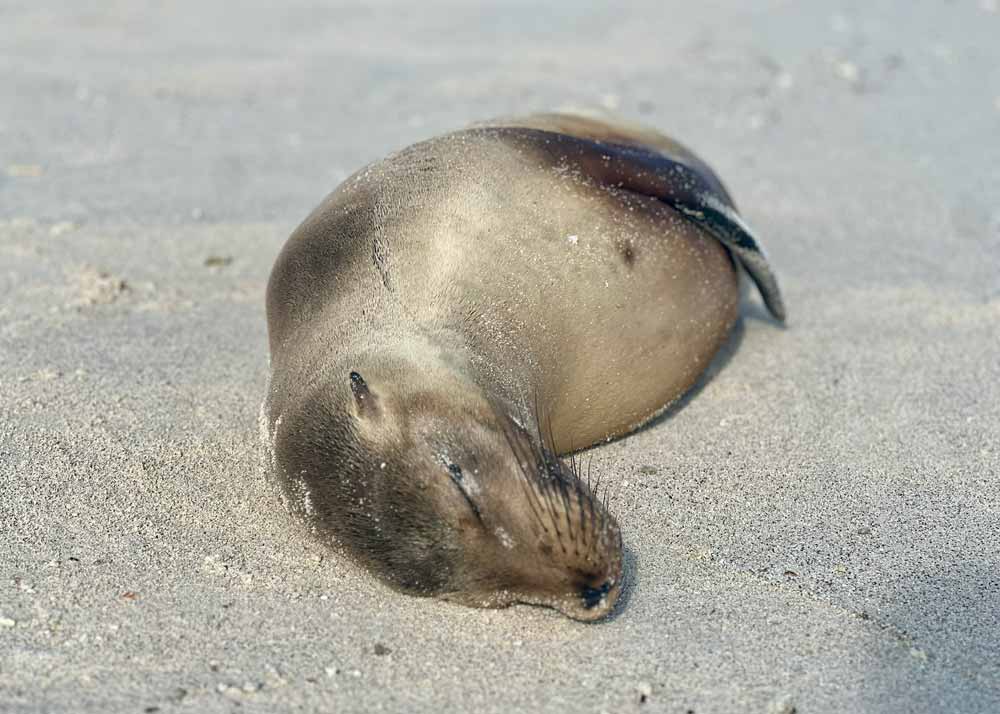 Galápagos. Galápagos.