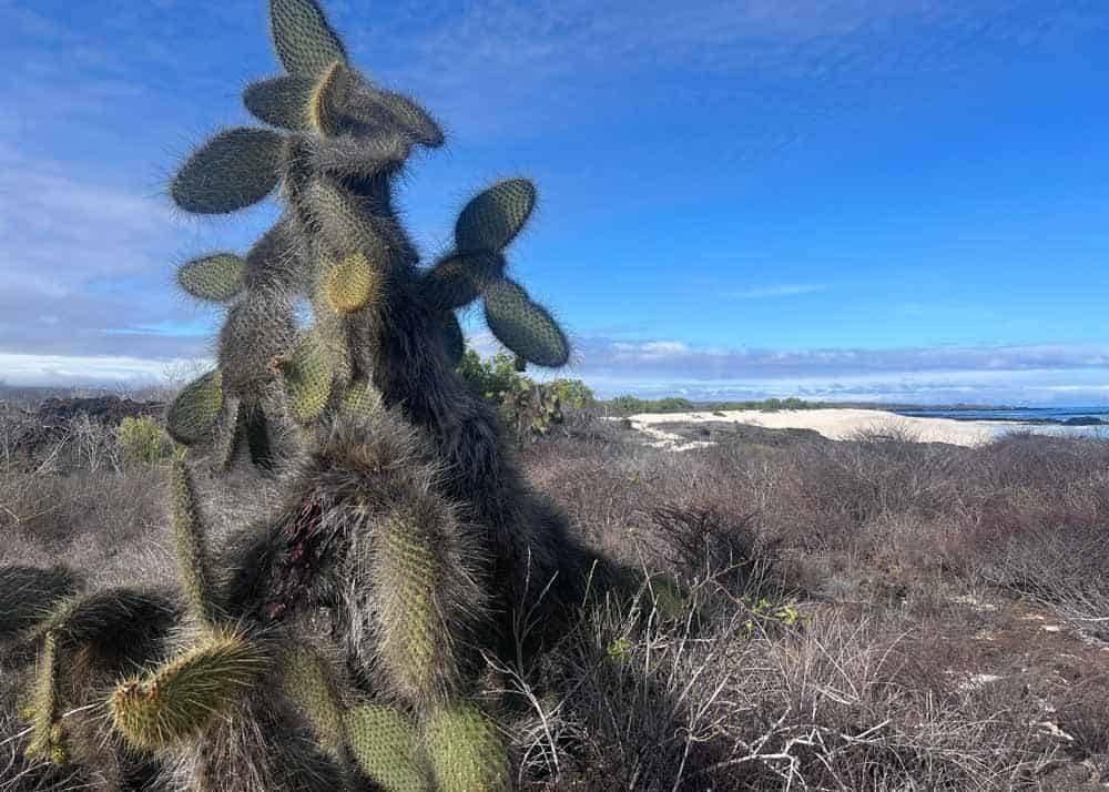 Galápagos. Galápagos.
