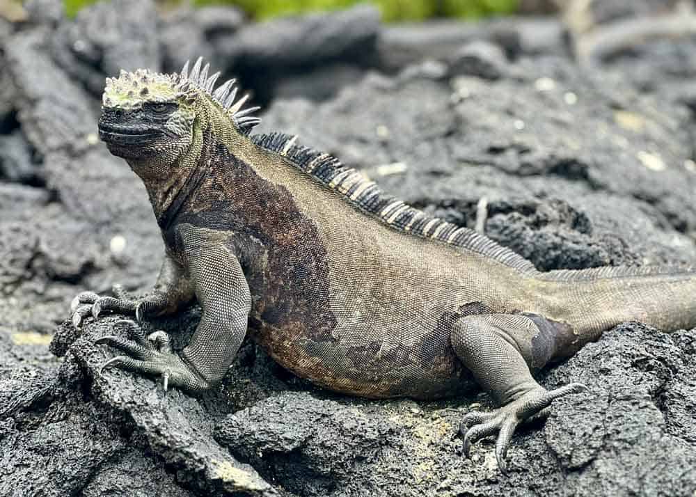 Galápagos. Galápagos.