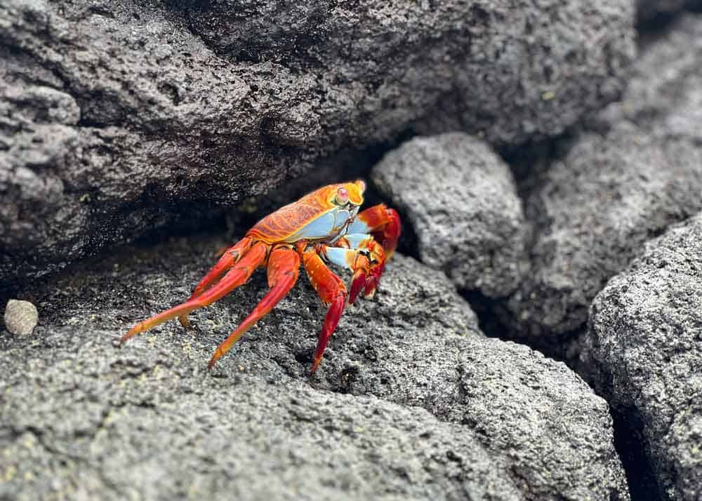 Galápagos. Galápagos.