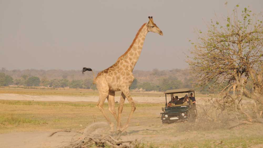 Ngoma Safari Lodge.