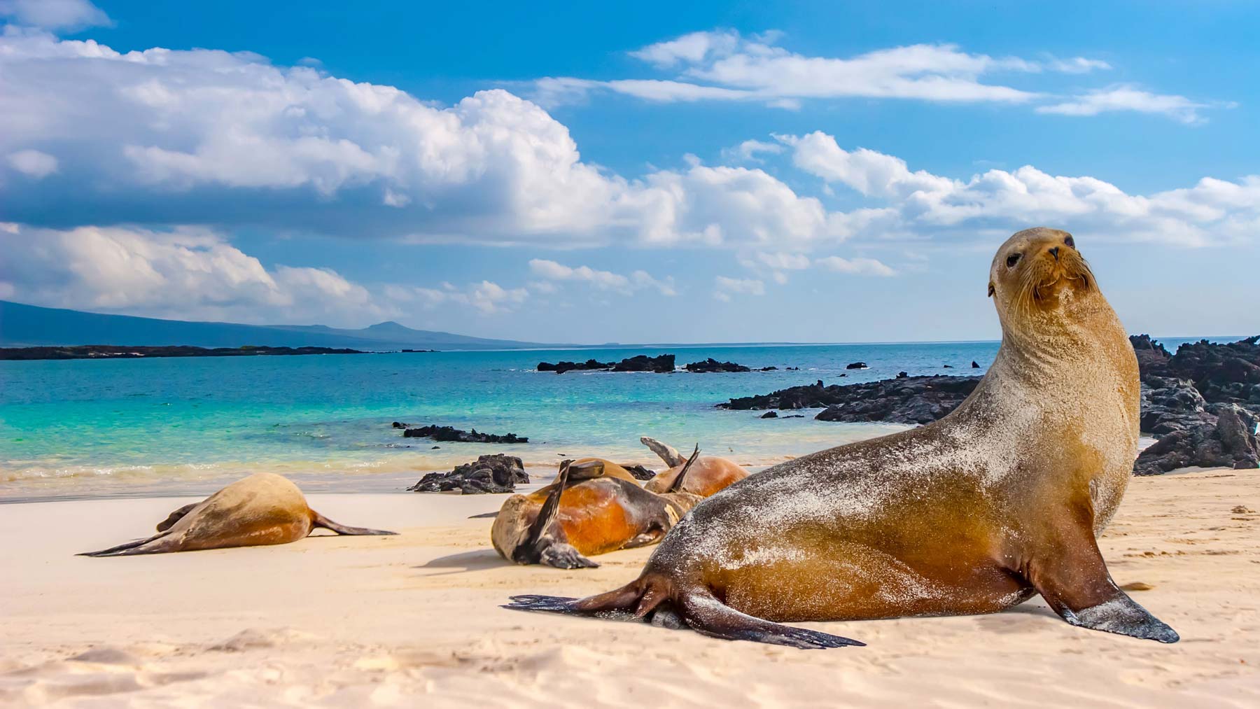 Galápagos.