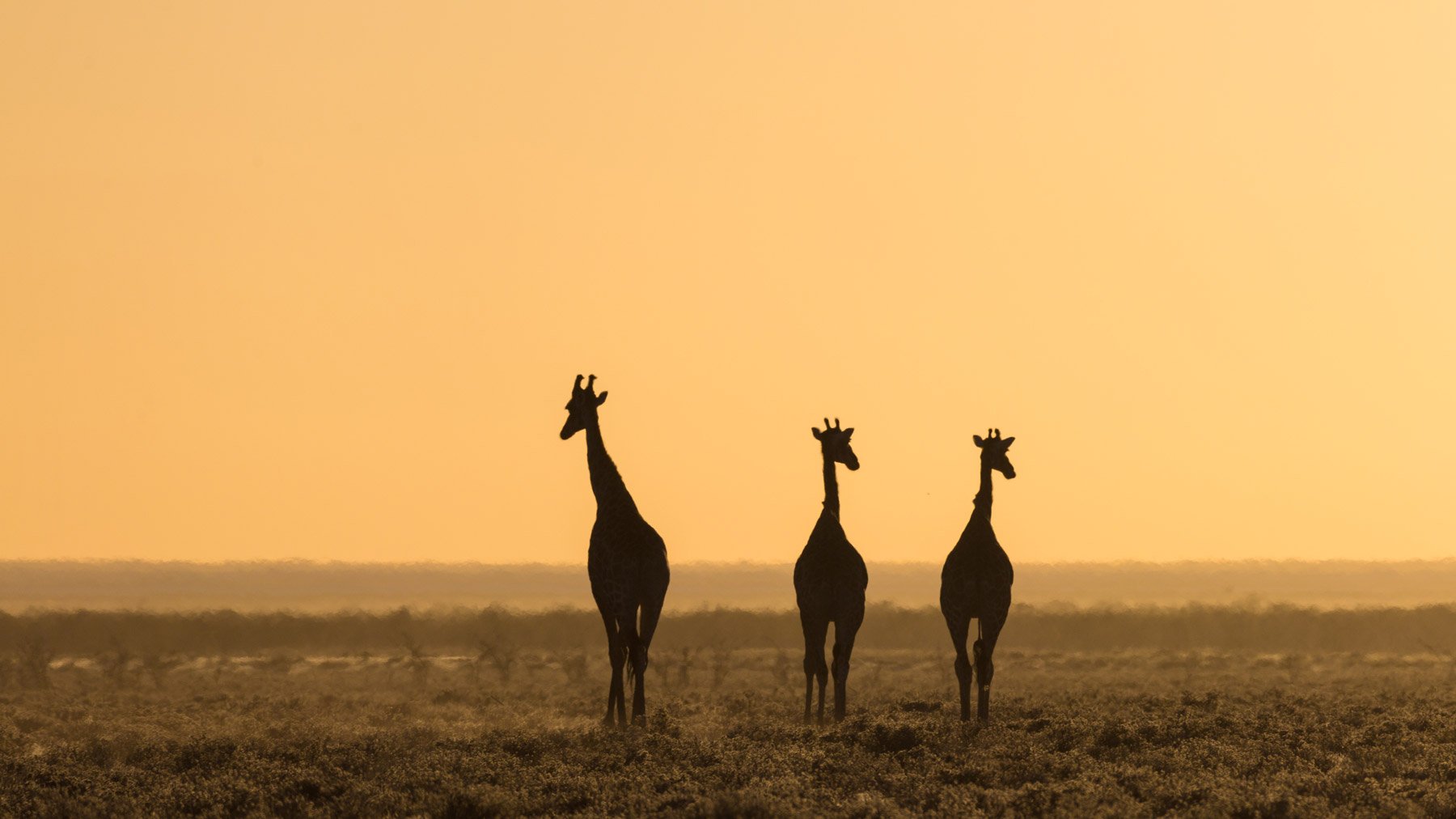 Safari på savannen i Namibia.