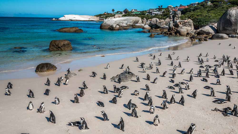Små pingviner på Boulders Beach sør for Cape Town. Små pingviner på Boulders Beach sør for Cape Town.