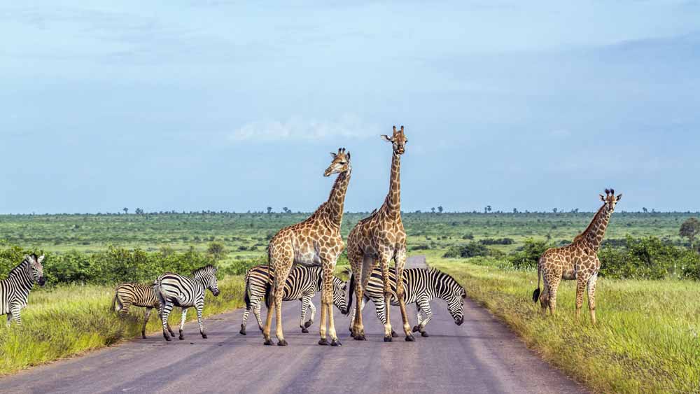 south-africa2_280725