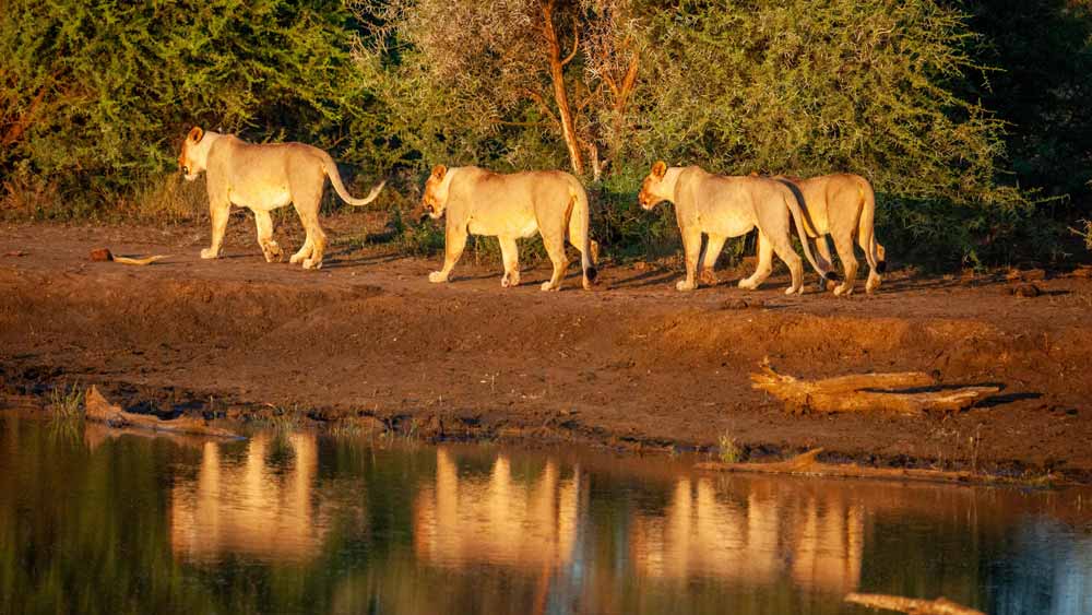 Madikwe Hills Private Game Lodge Madikwe Hills Private Game Lodge