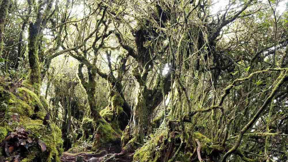 Mossy Forest, Cameron Highlands.