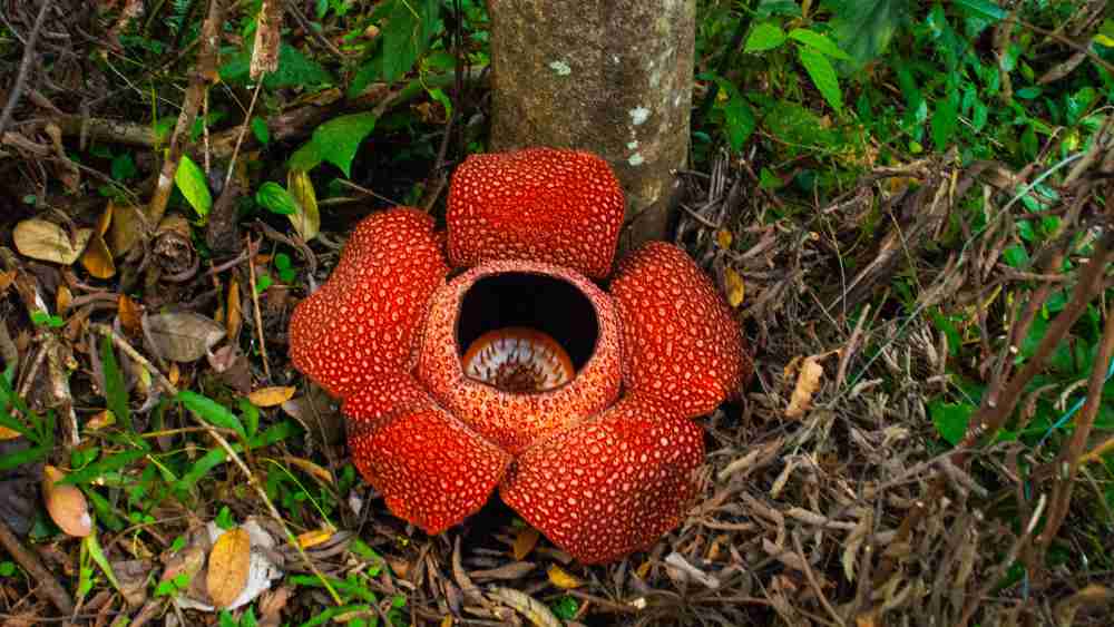 Rafflesia, the biggest flower in the world.