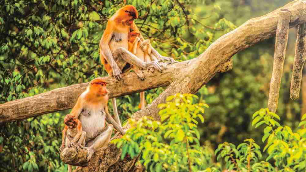 Borneo, Malaysia.