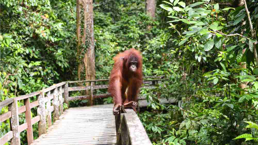 Borneo, Malaysia.