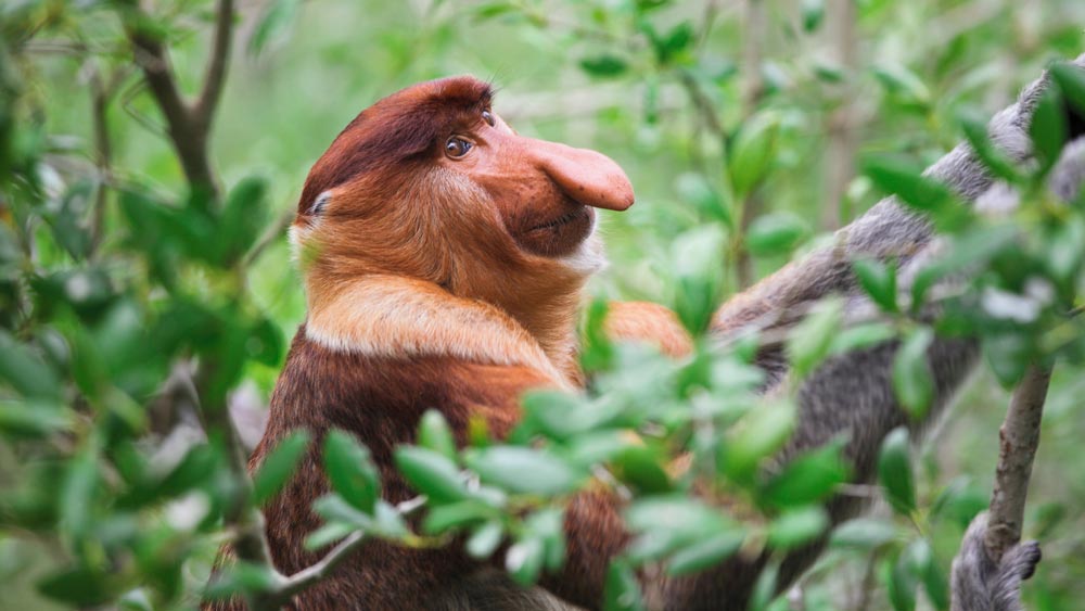 monkey_151025