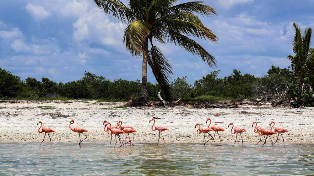 Celestún Beach. Celestún Beach.