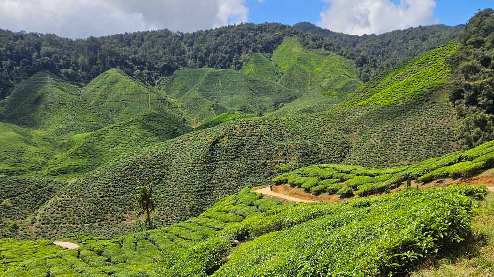 Teplantasjene i Cameron Highlands. Teplantasjene i Cameron Highlands.