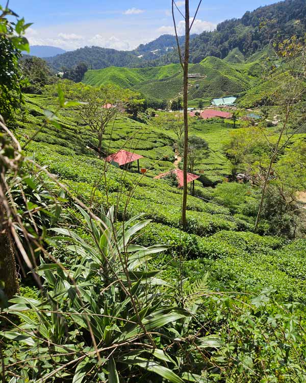 Teplantasjer i Cameron Highlands. Teplantasjer i Cameron Highlands.