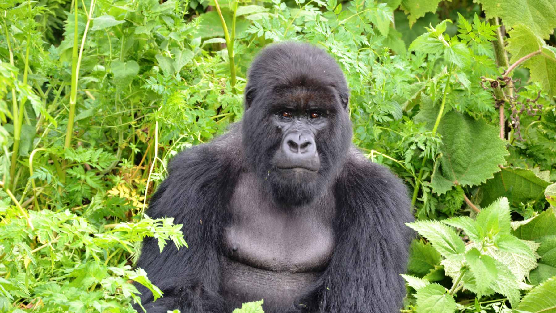 Fjellgorilla i Rwanda.